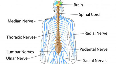 Image result for Nervous system