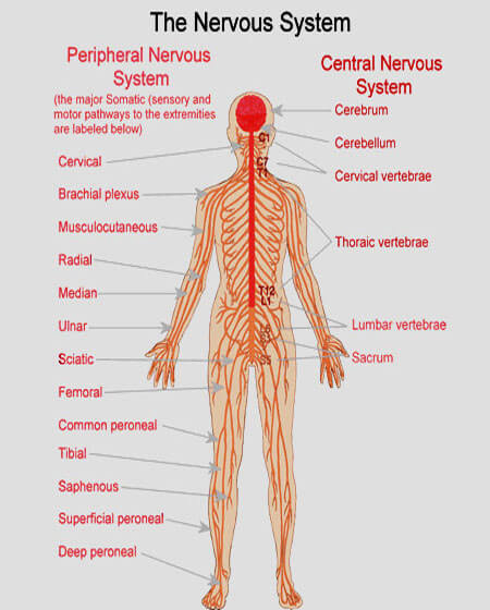 download diabetes insulin