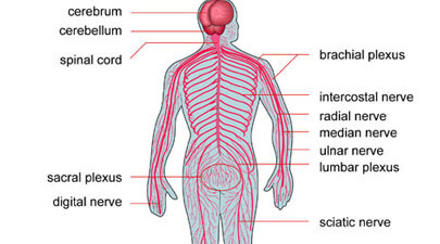 Nervous System Parts
